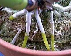 root1