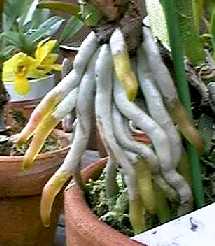 root2