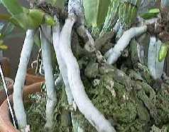 root3